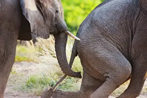 Bonding: African Elephant