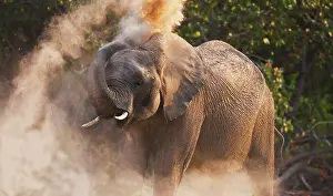 Dusting: African Elephant
