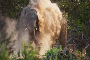 Dusting: African Elephant
