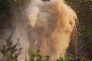Dusting: African Elephant
