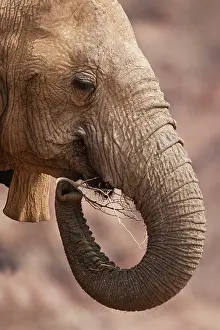 Chewing: African Elephant