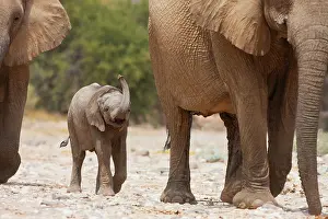 Tight: African Elephant