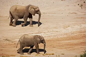 Unit: African Elephant