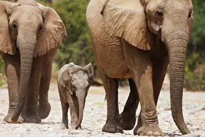 Tight: African Elephant