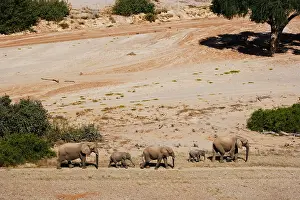 Unit: African Elephant