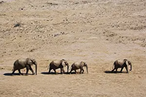 Unit: African Elephant