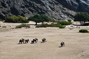 Unit: African Elephant