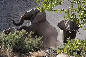 Dominance: African Elephant