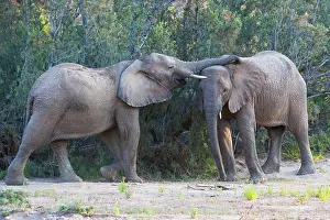 Bonding: African Elephant