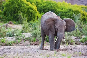 Adaptation: African Elephant