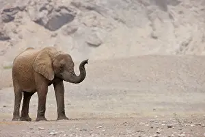 Scenting: African Elephant