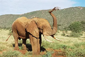 Wallow: African Elephant