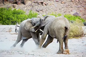 Exercising: African Elephant