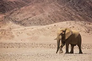 Determined: African Elephant