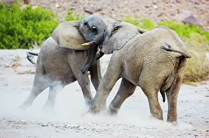 Exercising: African Elephant