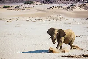 Charging: African Elephant