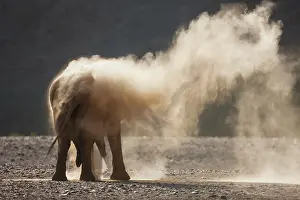 Ritual: African Elephant