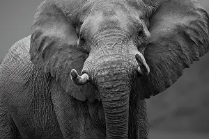 Cautious: African Elephant
