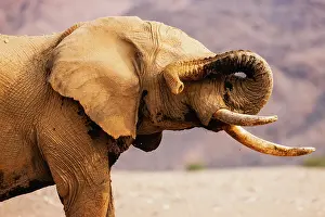 Ritual: African Elephant