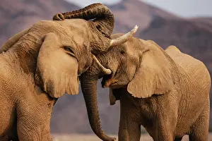 Exercising: African Elephant