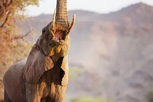 Extend: African Elephant