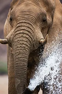 Ritual: African Elephant