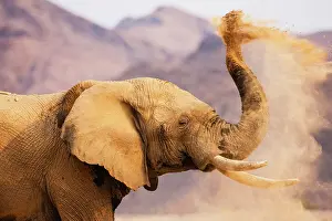 Kaokoland: African Elephant