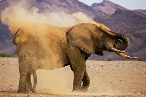 Kaokoland: African Elephant