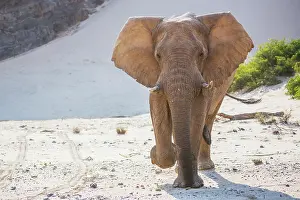 Kaokoland: African Elephant