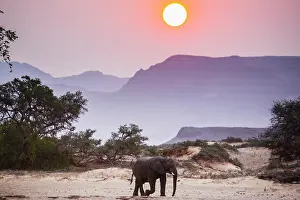 Kaokoland: African Elephant
