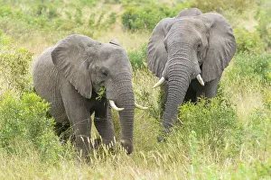 Tusker: African Elephant