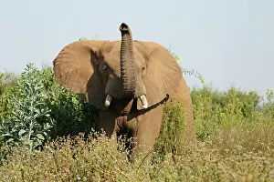 Sensing: African Elephant