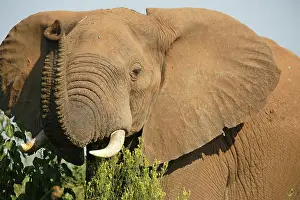 Sensing: African Elephant