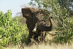 Bushveld: African Elephant