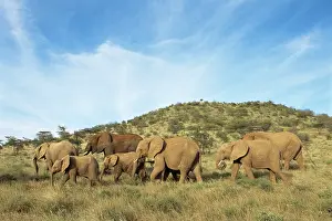 Team: African Elephant