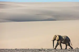 Bachelor: African Elephant