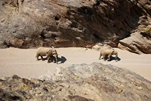Kaokoland: African Elephant