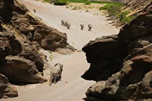 Kaokoland: African Elephant