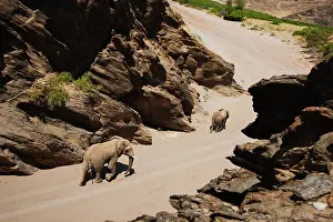 Kaokoland: African Elephant