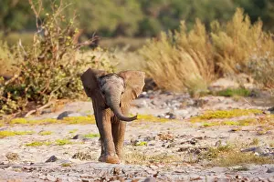 Kaokoland: African Elephant