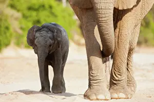 Kaokoland: African Elephant