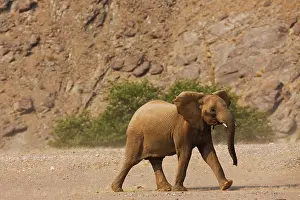 Kaokoland: African Elephant