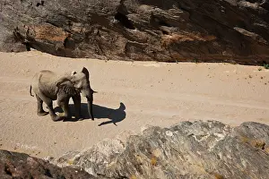 Kaokoland: African Elephant