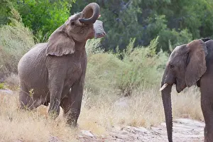 Kaokoland: African Elephant