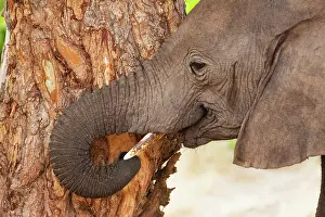 Kaokoland: African Elephant