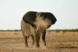Dusting: African Elephant