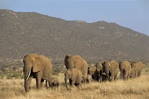 Team: African Elephant