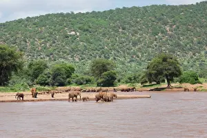 Uaso: African Elephant