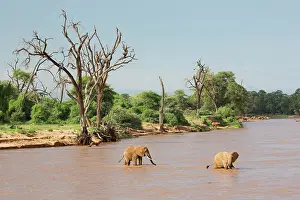 Uaso: African Elephant