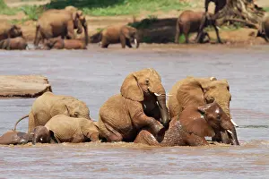 Uaso: African Elephant